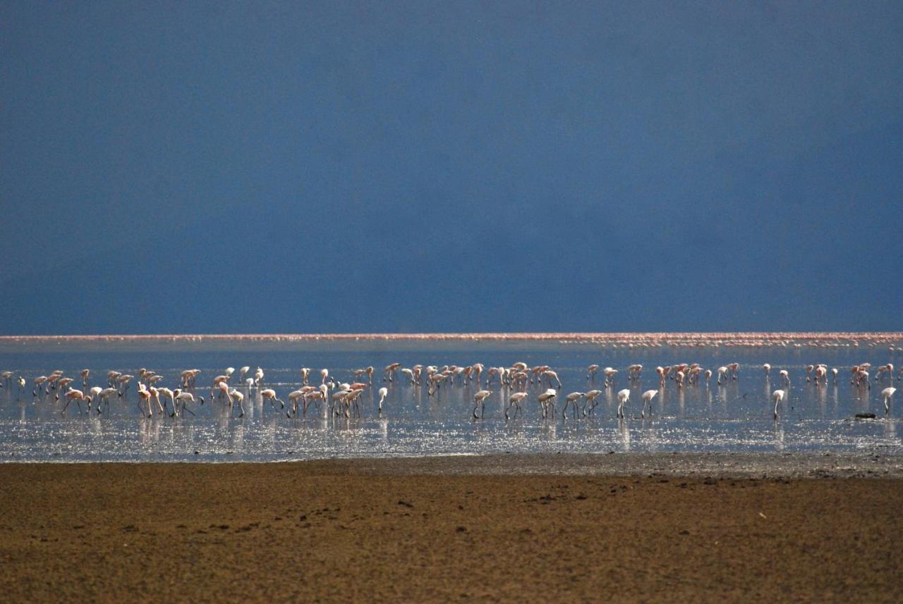 מטו וואמבו Migunga Tented Camp מראה חיצוני תמונה
